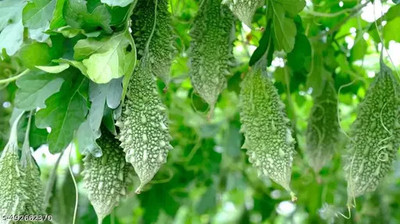 LPR KARELA ,BITTAR GOURD Seed(80 per packet)