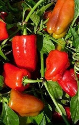 KNESSiN High Yield Cajun Capsicum Seeds For Kitchen Gardening-(400 Seeds) Seed(400 per packet)