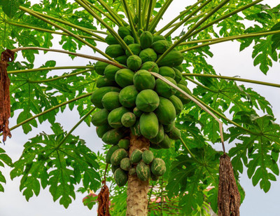 Pbevergreen F1 Hybrid Papaya Seeds Red Lady Taiwa Seed(2340 per packet)