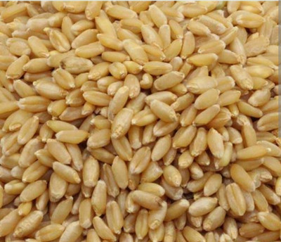 Deshi 10KG organic sarbati wheat very testy chapati best quality Seed(10 kg)