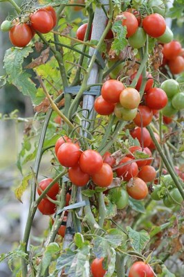 BULKY TRADE tomato Seed(35 per packet)