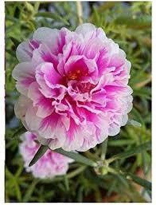 ibains Portulaca hybrid seeds combo Seed(39 per packet)