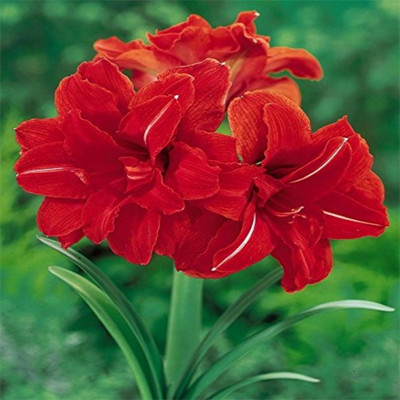 Udanta Amaryllis lily flower bulbs pack of 5 bulbs Seed(5 per packet)