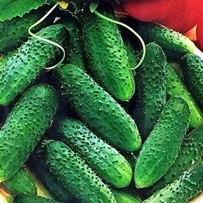 WHYGI Cucumber Parisian Gherkin Pickling Heirloom Non GMO-CuC_1161 Seed(250 per packet)