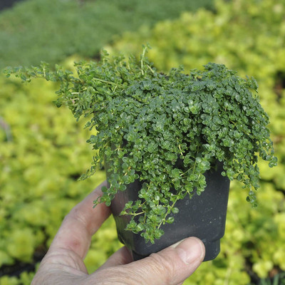 CYBEXIS VXI-87 - Thymus serpyllum Elfin Thyme - (150 Seeds) Seed(150 per packet)