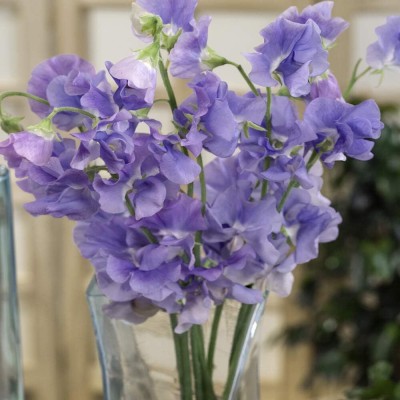 Qualtivate XXX-7A Sweet Peas Royal Lavender Seeds Seed(200 per packet)