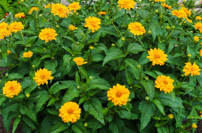 JDM Store marigold/gende ka phool flower seeds Seed(50 per packet)
