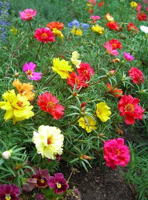 BSARKAR Hybrid multicolor portulaca seed Seed(50 per packet)