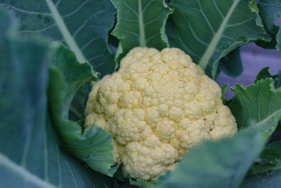 GROOT white cauliflower,gobhee seeds Seed(30 per packet)