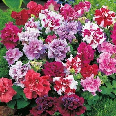 SeeGreen Faarming Petunian Flower Seeds for Planting – Vibrant Colors for Garden & Pots(50pcs)a11 Seed(54 per packet)