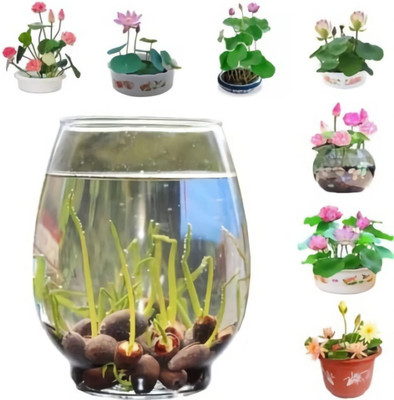 VibeX HUA-99 - Pink & Red Lotus Flower - (270 Seeds) Seed(270 per packet)