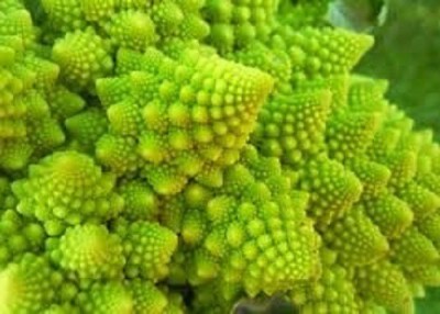 VibeX PUAS-94 - F1 Romanesco Broccoli - (450 Seeds) Seed(450 per packet)