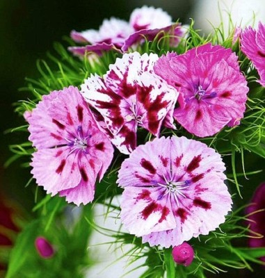 Lorvox Sweet William 'Double Mix' Seed(110 per packet)