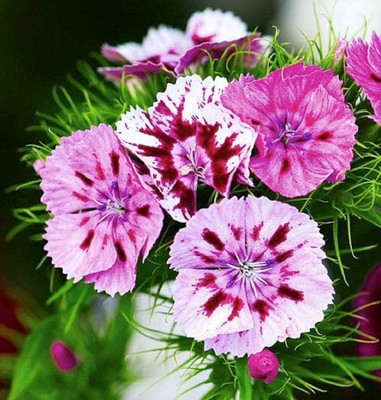 Lorvox Sweet William 'Double Mix' Seed(110 per packet)