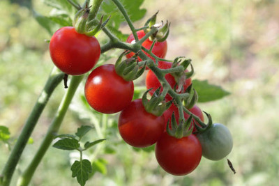 nizex tomato Seed(60 per packet)