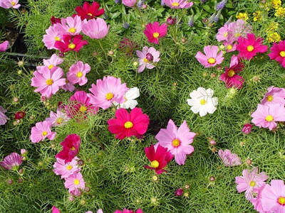 CYBEXIS Early Mixed - Cosmos BIPINNATUS Seed(1 g)