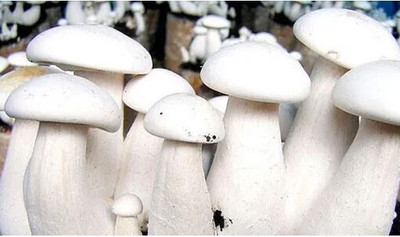 SUPRIKAM FULL OF NUTRANT FLESHY MILKY MASHROOM SPAWN/ Seed(110 per packet)