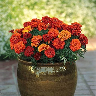 CYBEXIS XLR-6 - Fireball Marigold - (250 Seeds) Seed(250 per packet)