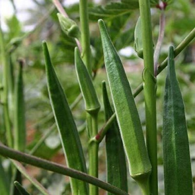 KNESSiN Vegetable Seeds Ladies Finger (Okra) Seed(150 per packet)