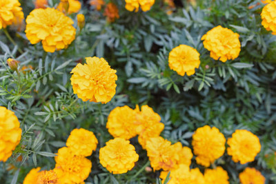 Infintegreen marigold/gende ka phool flower seeds Seed(75 per packet)
