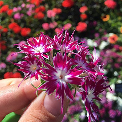 Aywal Phlox twinkle mix Seed(60 per packet)