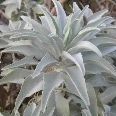 Qualtivate PUA-8A California White Sage Plant Seeds Seed(100 per packet)