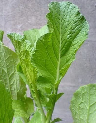 VibeX ® VMR-323 Florida Broadleaf Mustard Brassica Juncea Seed(500 per packet)