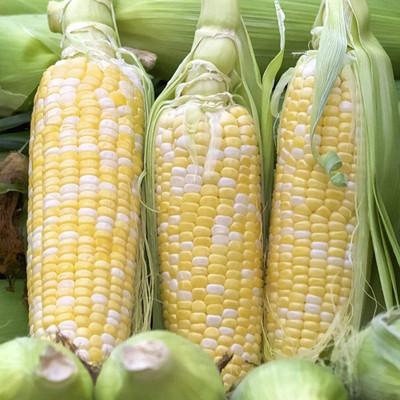CYBEXIS Hybrid Sweet Wax Corn Seeds2000 Seeds Seed(2000 per packet)