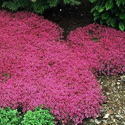Qualtivate HUA-9A Red Creeping Thyme Seeds Seed(50 per packet)
