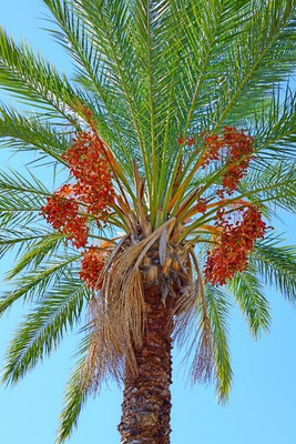 Aywal KHAJUR/DATE Seed(7 per packet)