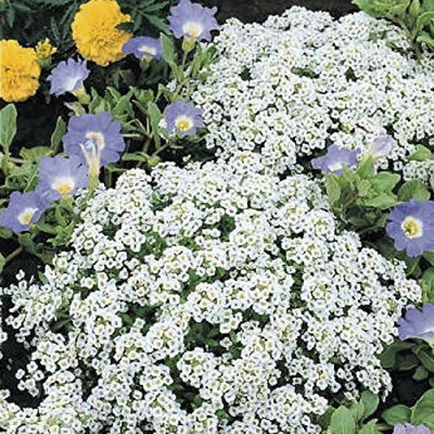Aywal Alyssum Red Flower Seed(60 per packet)