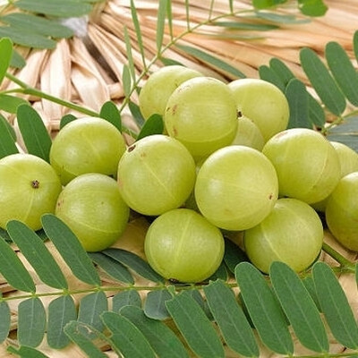 JAYANTAHALDER Amla, Amloki, Gooseberry Seed(50 per packet)