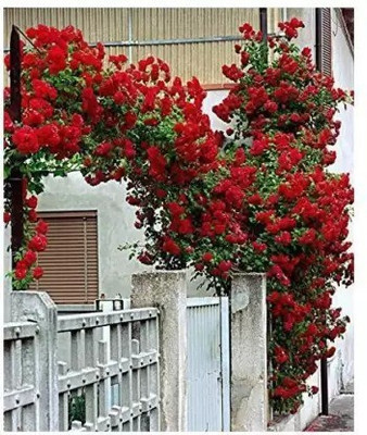 MAA Rose, Flower seeds Seed(10 per packet)