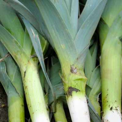 CEZIUS Heirloom Anatolia Seeds Leek Seed(1000 per packet)