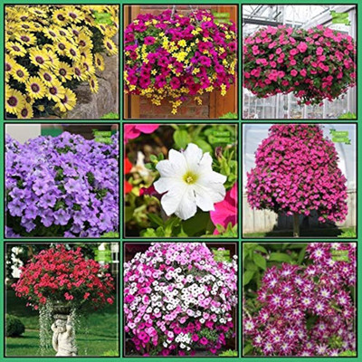 ibains Mix flower seeds Seed(59 per packet)