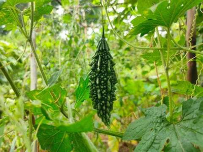 Paudhaa F1 BEST QUALITY BITTER GOURD SEEDS Seed(13 per packet)
