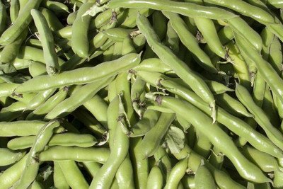 Quentova Organic Bakla/Fava Bean-VDI-4F Seed(100 per packet)