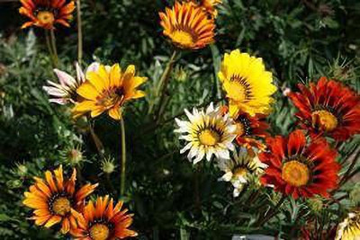 ACCELCROP Gazania Mixed Color Hybrid Seed(70 per packet)