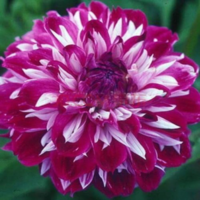 CYBEXIS Rare Red Pink Beautiful Dahlia Pompon Flower Seeds Seed(50 per packet)