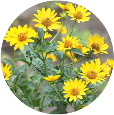 CYBEXIS Sunflower chrysanthemum seeds Seed(1 g)