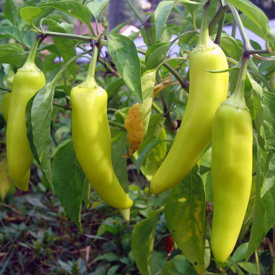 WILLVINE ROX -IV Imp Hybrid Yellow wax pepper,banana chilli[25gm, 5000 Seeds] Seed(5000 per packet)
