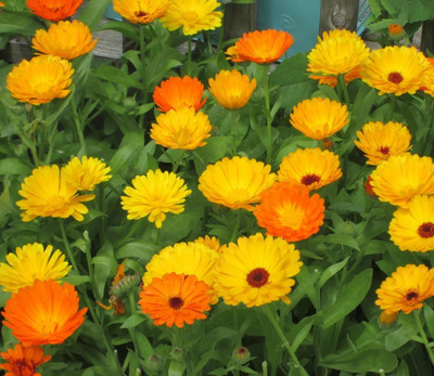 Lippy Calendula flower Seed(70 per packet)