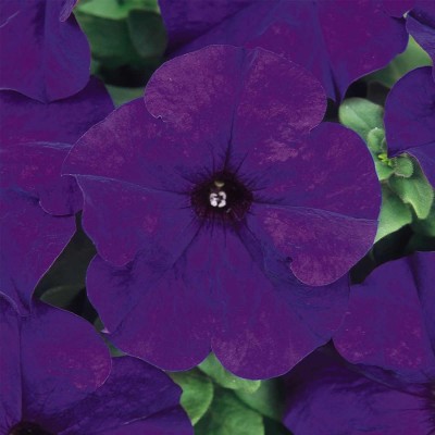 Biosnyg Petunia - Dream Series Flower Garden Seed - Midnight[100 Seeds] Seed(100 per packet)