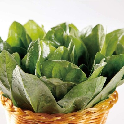 KNESSiN LXI-32 Spinach Seed(200 per packet)