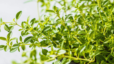 VibeX XLR-91 - German or Winter Thyme - (150 Seeds) Seed(150 per packet)
