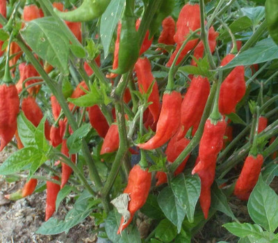 Qualtivate HUA-2A Hybrid Thai Hot Chilli Pepper Seed(300 per packet)