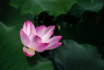 Pramix lotus,kamal seeds Seed(10 per packet)
