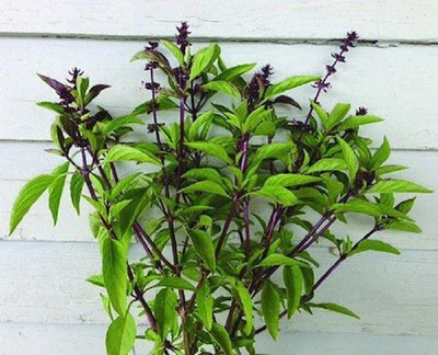 VibeX PUAS-26 - Licorice Basil - (4500 Seeds) Seed(4500 per packet)