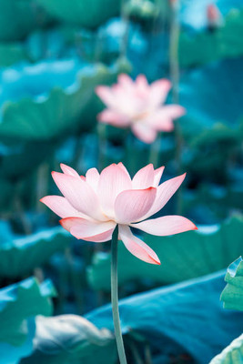 decorhomz lotus,kamal gatta Seed(11 per packet)