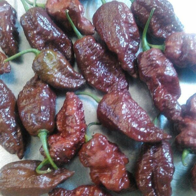 Qualtivate HUA-9A Chocolate Ghost Chilli Pepper Seed(300 per packet)